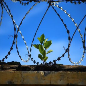 REconnect 180 image of barbwire and a flower growing in the middle